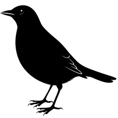 Blackbird Silhouette vector illustration
