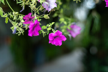 Primer plano de petunias colgantes en tonos rosas y morados. Las flores destacan sobre un fondo verde oscuro y borroso.