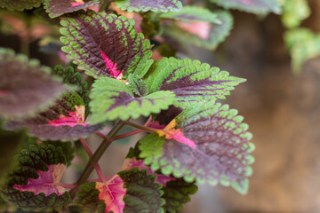 Primer plano de hojas de Coleo (Coleus) con vibrantes colores verdes, morados y rosas. Textura detallada y bordes dentados.