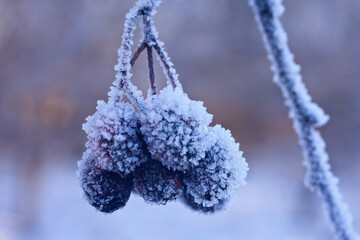 Close-Up of Frosted Berries Captured on a Winter Morning#2