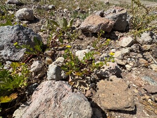 Potentilla norvegica blooms yellow among stones. Close-up. It is a species of cinquefoil known by the common names rough cinquefoil, ternate-leaved cinquefoil, and Norwegian cinquefoil.
