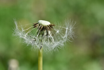 wild plants and medicinal flowers. dandelion photos.