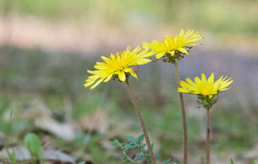 wild plants and medicinal flowers. dandelion photos.