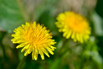 wild plants and medicinal flowers. dandelion photos.