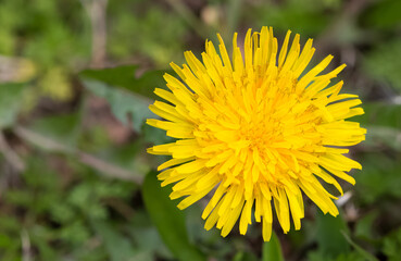 wild plants and medicinal flowers. dandelion photos.