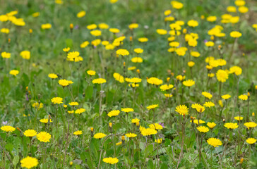 wild plants and medicinal flowers. dandelion photos.