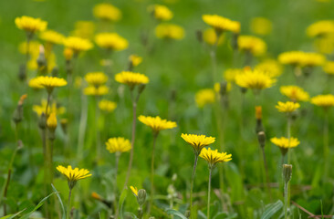 wild plants and medicinal flowers. dandelion photos.