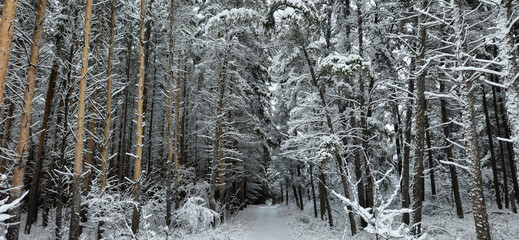 Snowy Forest
