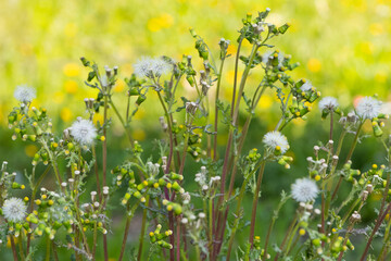 wild plants and medicinal flowers. dandelion photos.
