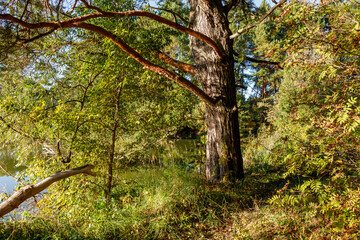 Fototapeta premium Old pine tree growing on a picturesque bank of a reservoir