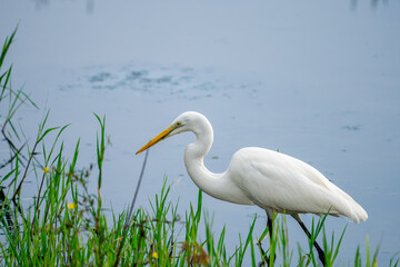 水辺のダイサギ