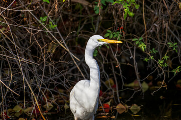 水辺のダイサギ