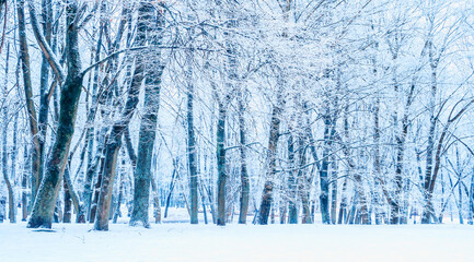 Winter park trees landscape, panoramic view of forest winter trees in cloudy day, colorful winter nature landscape scene in cold weather
