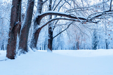 Fototapeta premium Winter wonderland nature landscape with colorful spreading winter trees in cloudy day, colorful winter nature landscape scene in cold weather