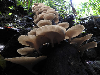 mushrooms on the tree