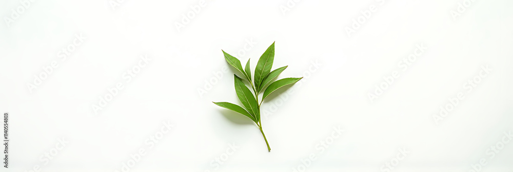 Aufkleber A simple flat lay photography style features a top view of a single leaf on a white background with green foliage._00002_