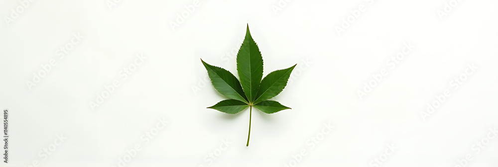 Aufkleber A simple flat lay photography style features a top view of a single leaf on a white background with green foliage._00001_