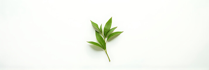 Fototapeta premium A simple flat lay photography style features a top view of a single leaf on a white background with green foliage._00002_