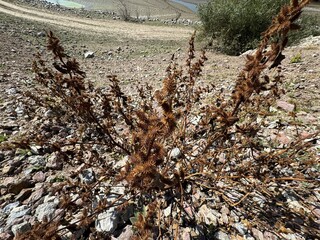 Xanthium strumarium or coarse dry thorn. Close-up. Rough Cocklebur heads (Xanthium strumarium). Xanthium strumarium (rough cocklebur, clotbur, common cocklebur, large cocklebur, woolgarie bur).
