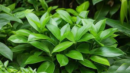 Fototapeta premium Lush Green Foliage: Close-up view of vibrant, healthy green leaves, perfect for nature backgrounds, botanical illustrations, or eco-friendly designs. 