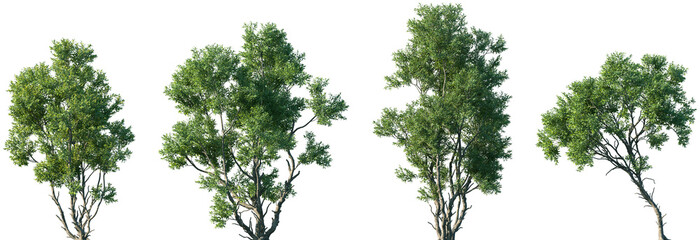 Fototapeta premium Set of Acacia confusa (common names ayangile, small Philippine acacia, Formosa acacia, Philippine Wattle) frontal set street trees isolated png on a transparent background perfectly cutout