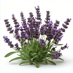 Fototapeta premium Beautiful bunch of lavender flowers arranged on a white background