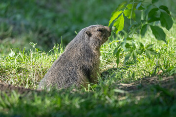 A Marmot - Murmeltier in the Austria Alps checking out the surroundings.