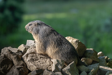 A Marmot - Murmeltier in the Austria Alps checking out the surroundings.