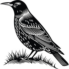 Obraz premium Martin vector silhouette, isolated white background