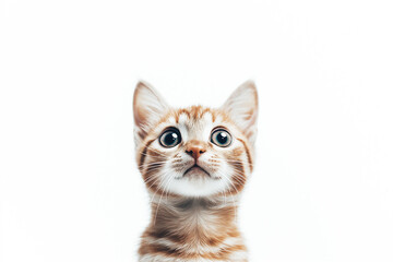 Obraz premium An adorable kitten with wide blue eyes looks curious and playful against a clean white background, offering ample copy space for creative use.
