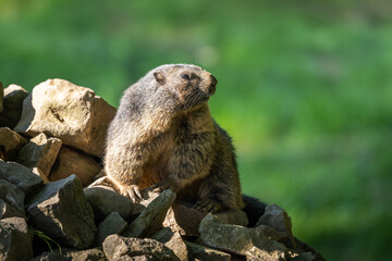 A Marmot - Murmeltier in the Austria Alps checking out the surroundings.
