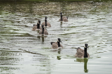 Canada geese branta canadensis swimming in a line