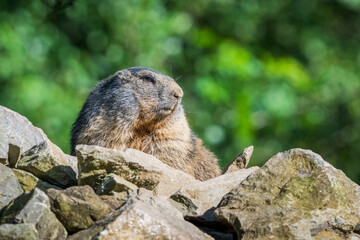 A Marmot - Murmeltier in the Austria Alps checking out the surroundings.