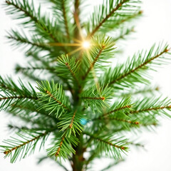 Obraz premium Empty undecorated natural fresh green christmas tree on transparent background