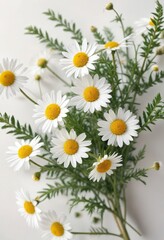 Obraz premium Macro shot of camomile leaves and stems against a white surface, macro, leaf