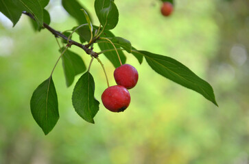 Small red paradise apples ripe on branch with  green leaves against natural  outdoors background. Free copy space.