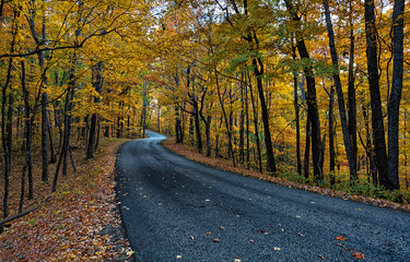 Autumn road in autumn forest