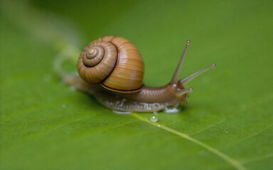 Macro Shot of a Snail on a Leaf