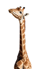 "Fascinating giraffe with a long, elegant neck"
