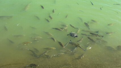Group of fish and a turtle swimming in green water, perfect for concepts of aquatic life, biodiversity, and nature exploration.