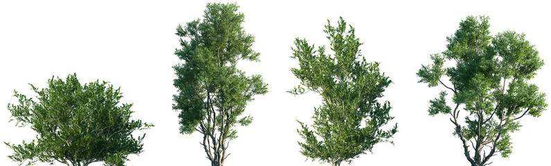 Set of Eurya emarginata and Acacia confusa frontal set street trees isolated png on a transparent background perfectly cutout