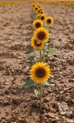 Dry sunflower flowers and seeds in a dry field after harvest, dry flowers, harvested crops, wilted petals