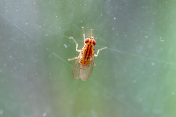 Rare orange red-eyed fly in macro photo