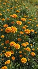 Obraz premium A large patch of marigolds growing in a sunny meadow with tall grasses , landscape, sun