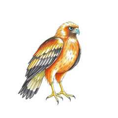 Close-up of hawk Stock Photo, isolated on a white background. hawk Generative AI.