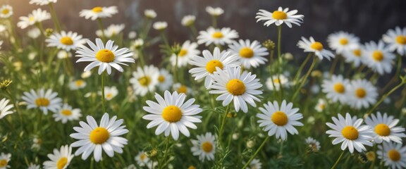 Fototapeta premium Chamomile flowers swaying gently in the breeze , chamomile, soft