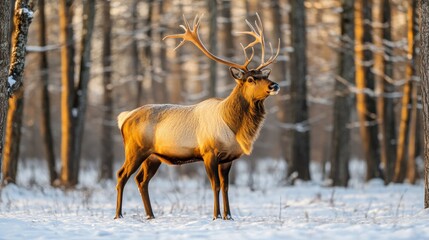 Fototapeta premium A majestic deer stands in a snow-covered forest, illuminated by warm sunlight filtering through the trees, showcasing its impressive antlers.