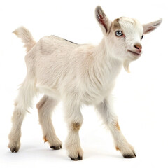 "Adorable baby goat taking its first steps"
