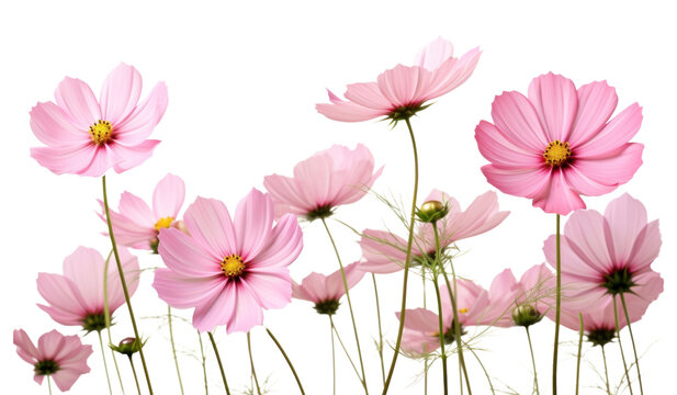 PNG Pink cosmos flowers outdoors blossom nature.