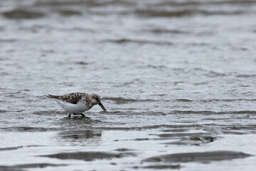 Sanderling (Calidris alba) on Bull Island Shore, Dublin – Commonly Found on Sandy Beaches